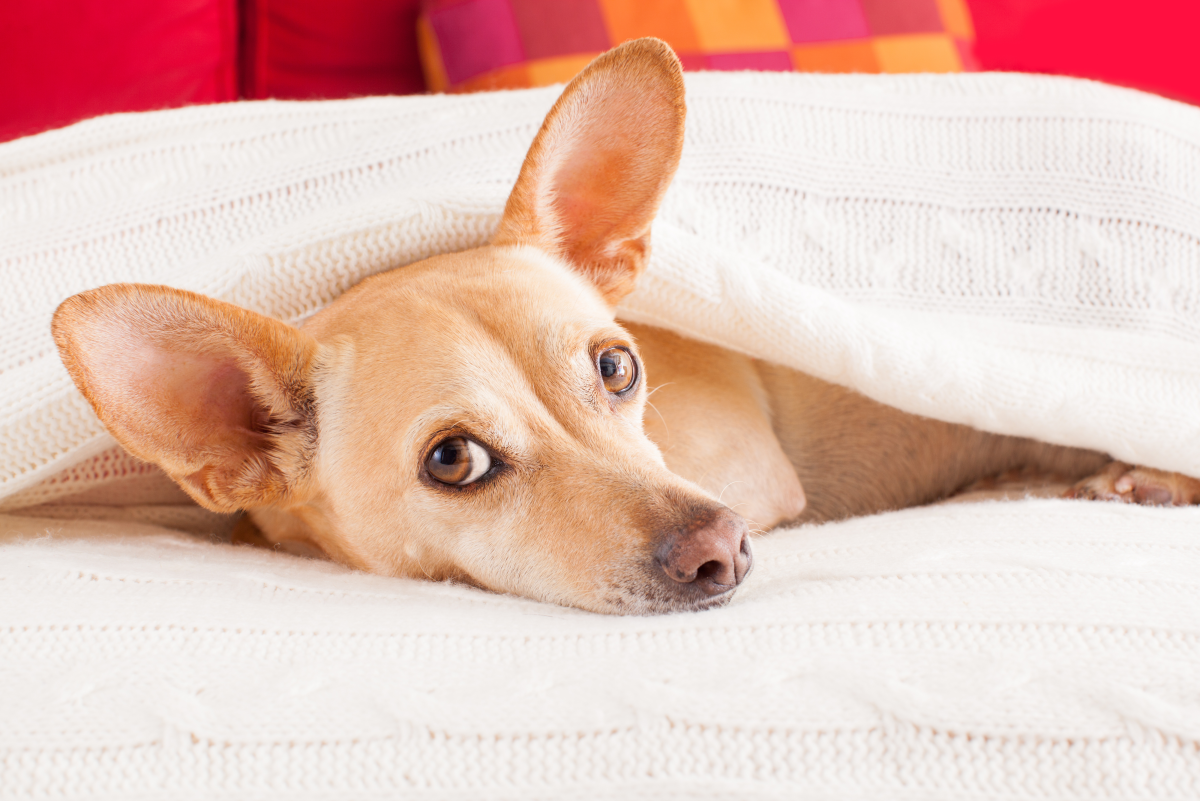 Canine Splenic Hemangiosarcoma: Is Surgery Worth It?