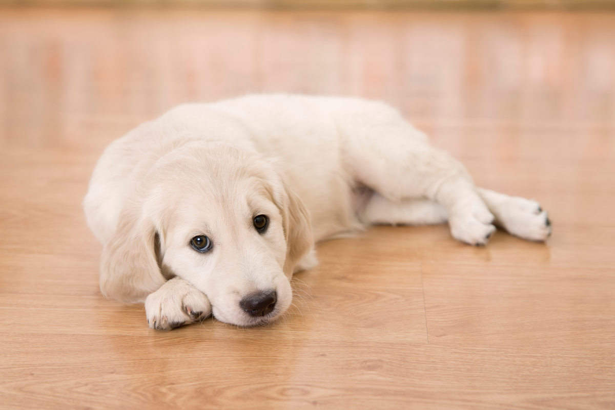 Can Worms and Malnourishment Stunt Puppy Growth?
