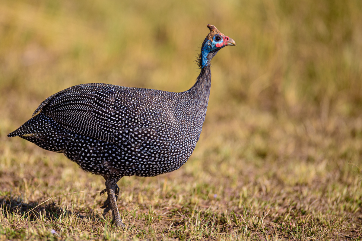Why Is My Guinea Fowl Acting So Strangely?