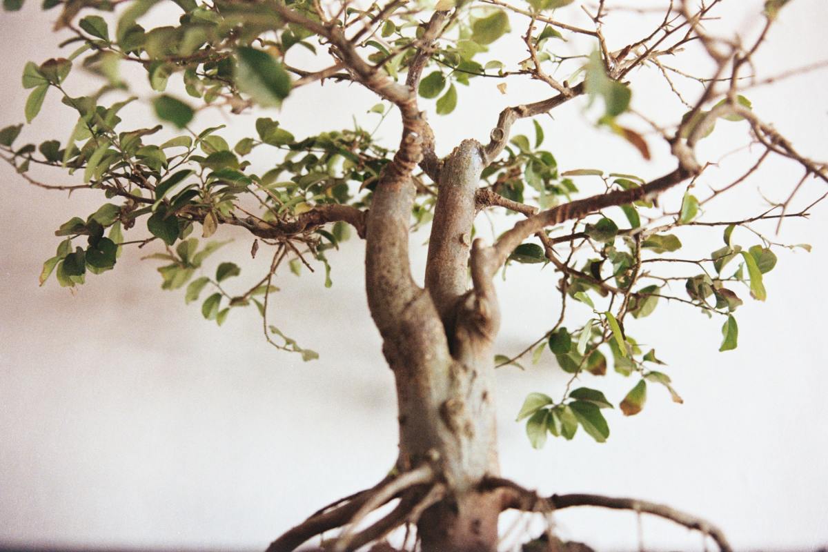 How to Grow Your Own Bonsai Tree