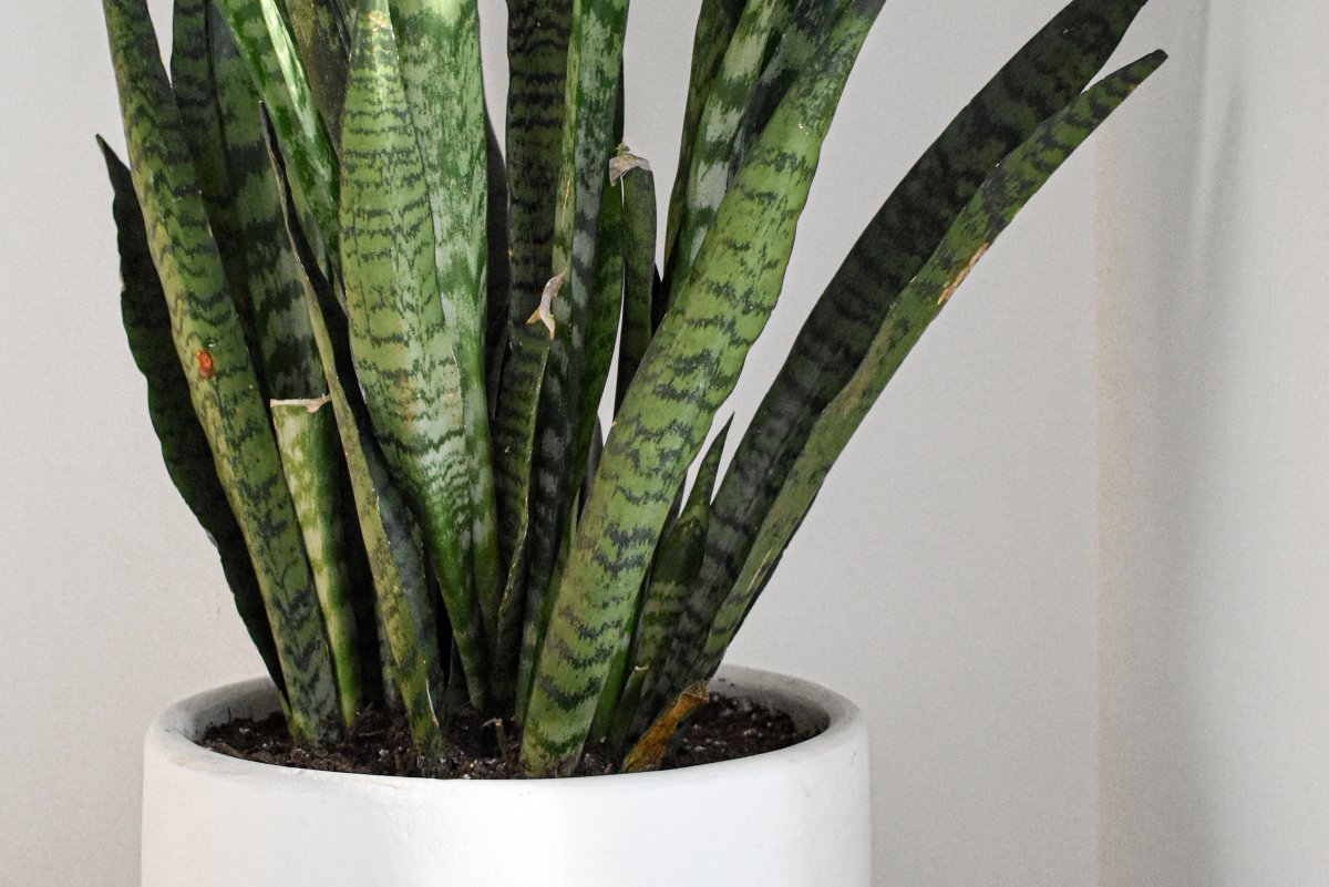 Caring for Sansevieria (A.K.A. Snake Plant)