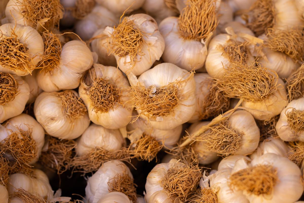 How to Grow Garlic: A Step-by-Step Guide