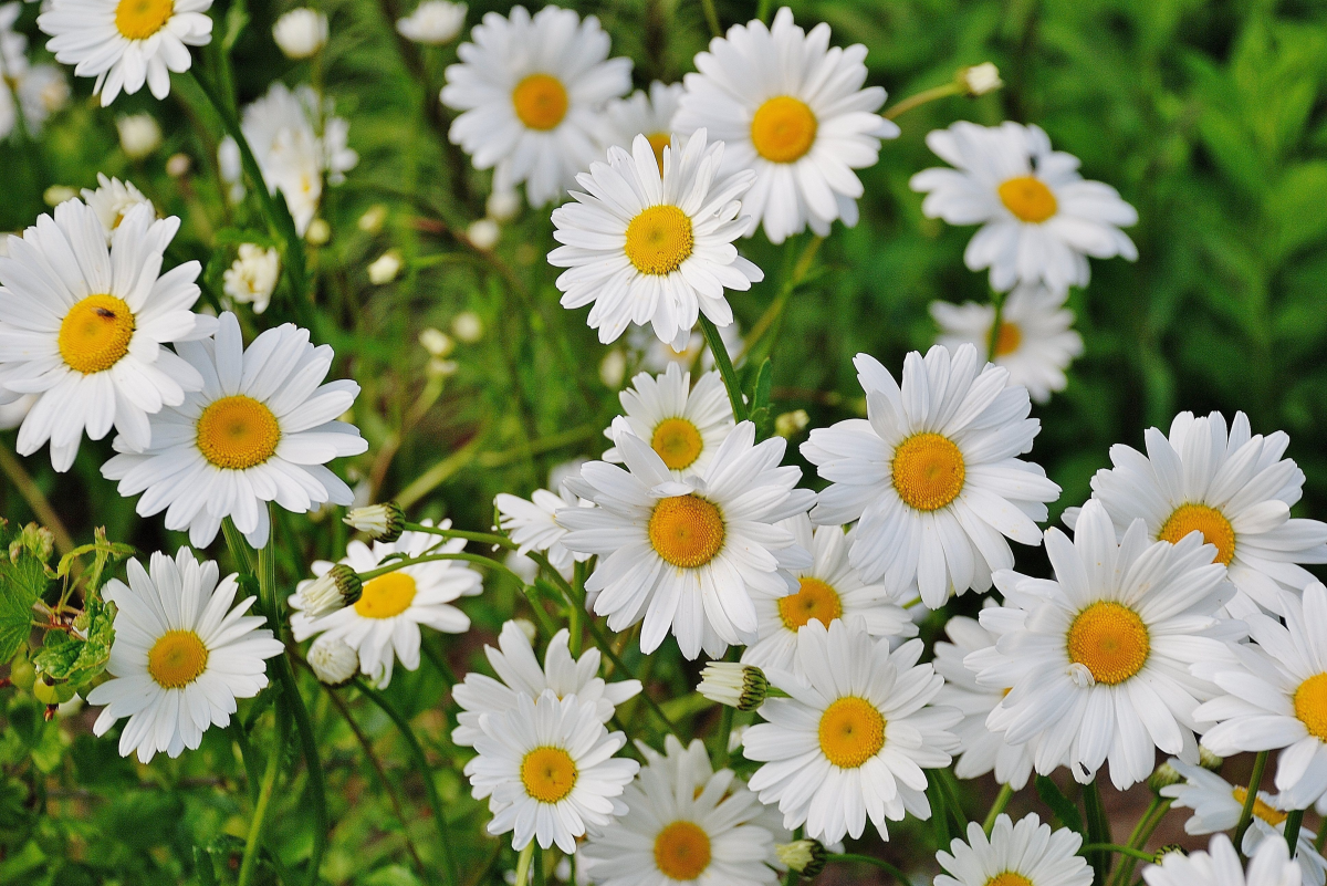 Five Common Types of Daisies