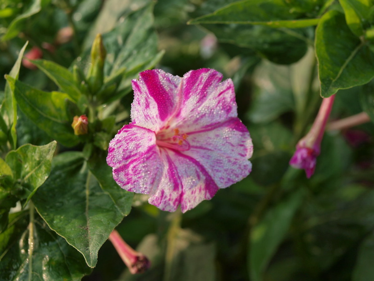 Gardening in the Shade: 9 Annual Flowers for Shady Areas