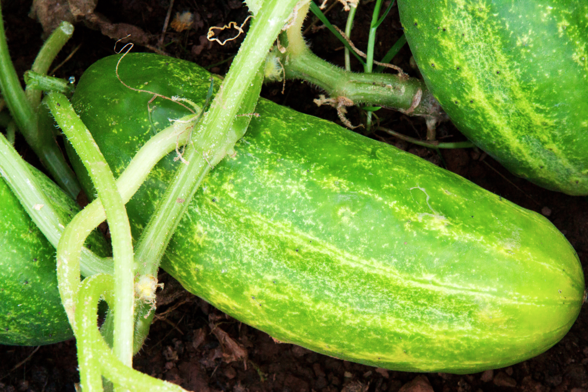 How to Grow Healthy Cucumbers (For Food and Medicinal Benefits)