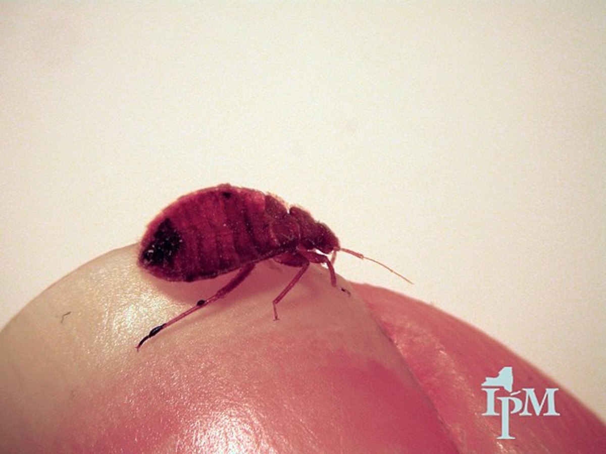 6 Ways to Kill Bed Bugs That Really Work