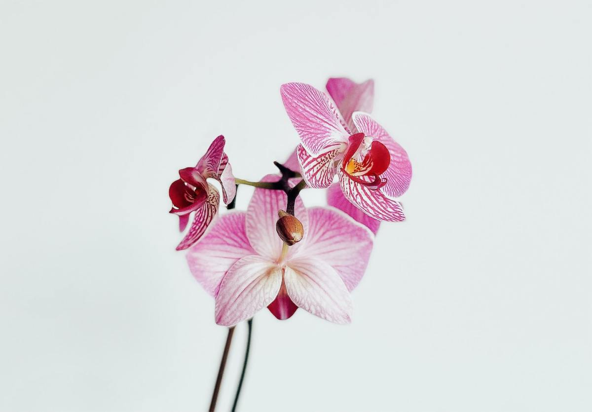 Orchid Care 101: Beginners' Guide to Growing Orchids
