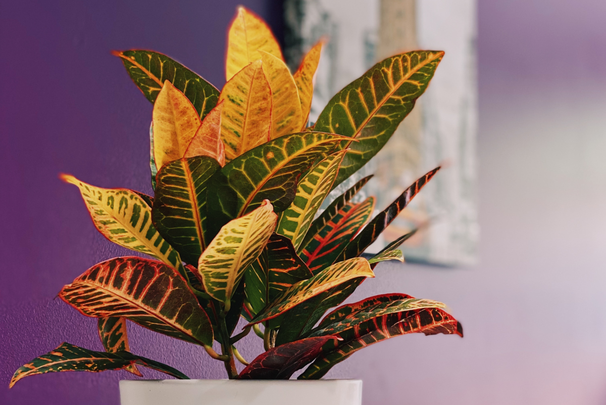 Houseplant Care for Croton or Rushfoil