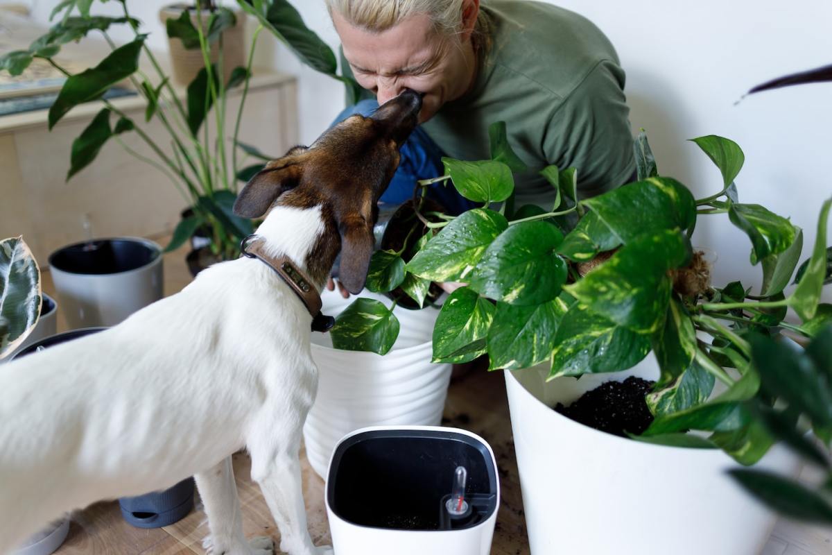 5 Non-Toxic House Plants for Children, Cats, and Dogs