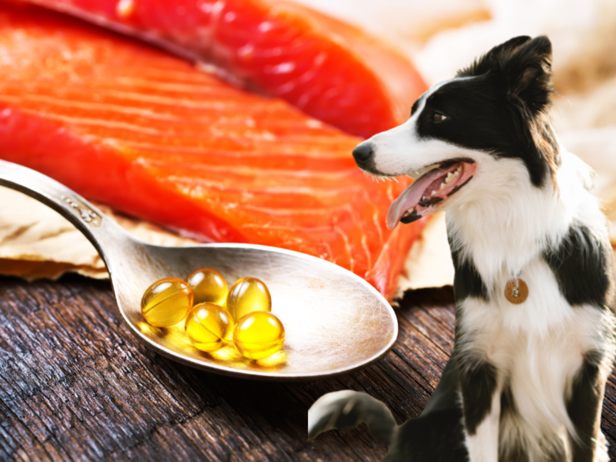 5 Benefits of Salmon Oil for a Healthy, Happy, Beautiful Dog