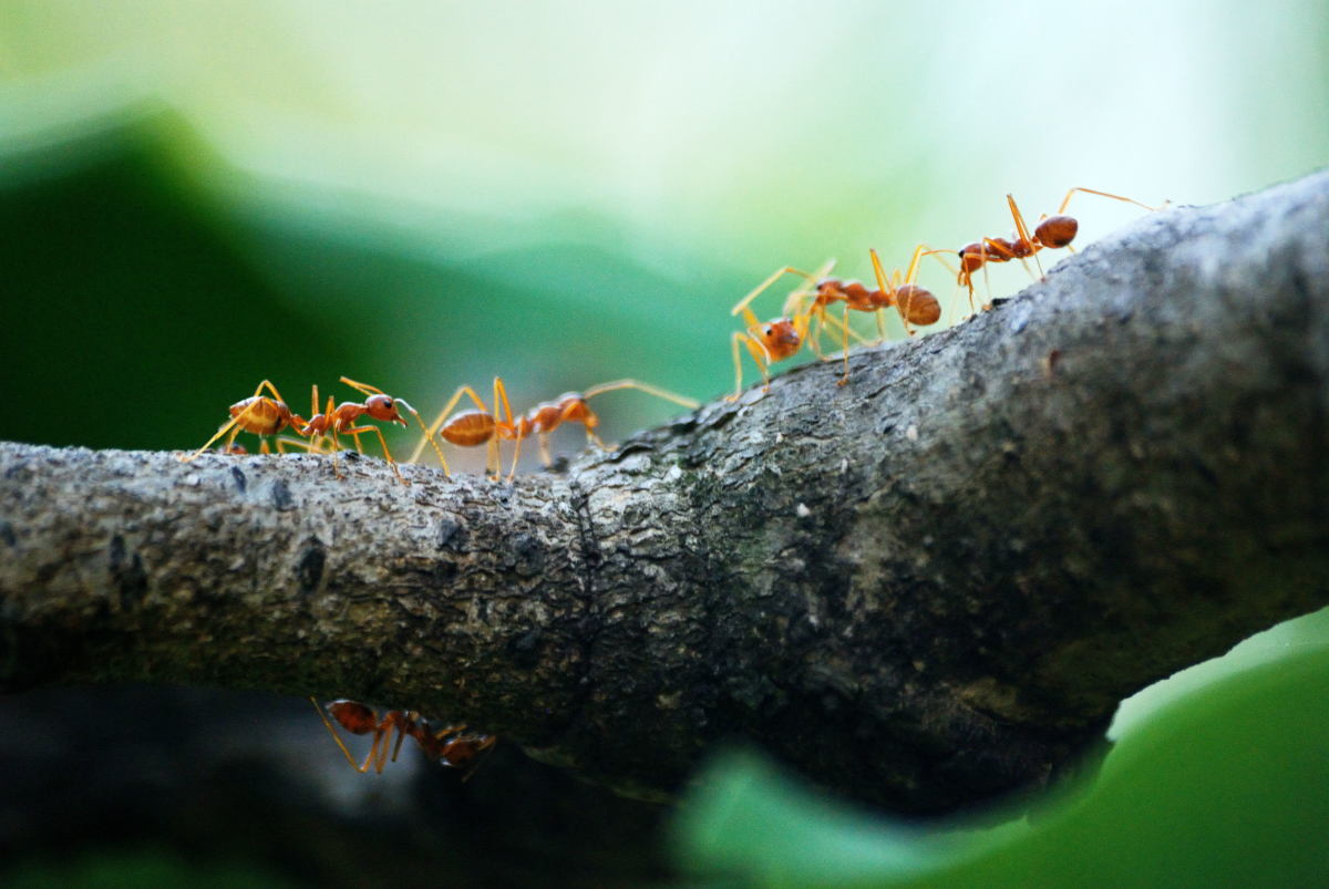 7 Natural Ways To Repel Ants Without Killing Them Dengarden