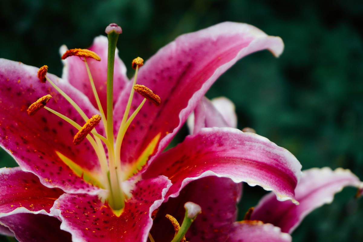 What Is Wrong With My Daylilies? Problems and Solutions