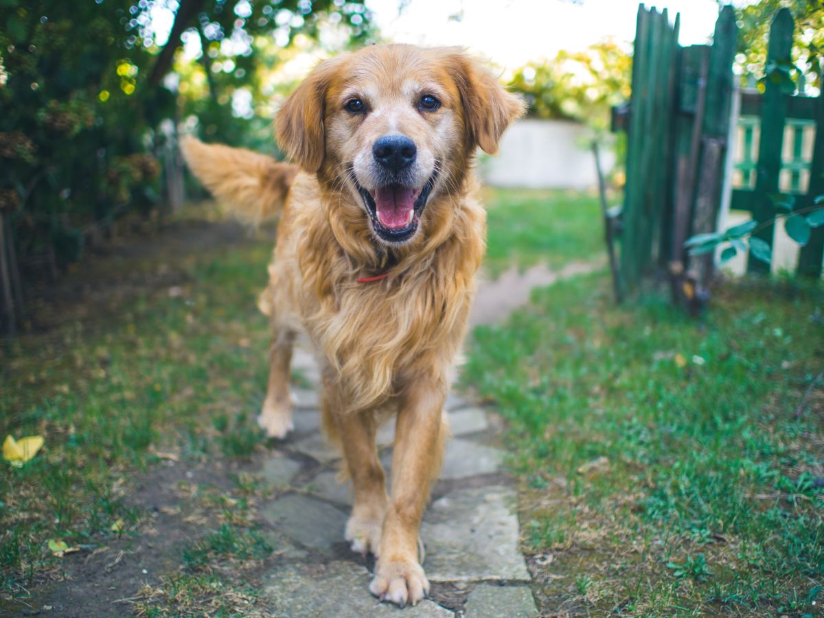 Tips for Helping Your Old Dog Gain Weight and Stay Healthy