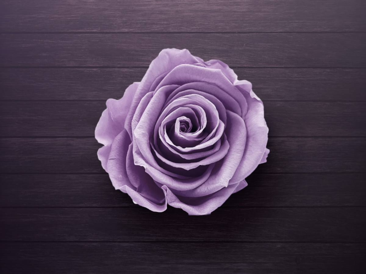 The Meaning of Purple Roses and Exciting Ways to Give Them