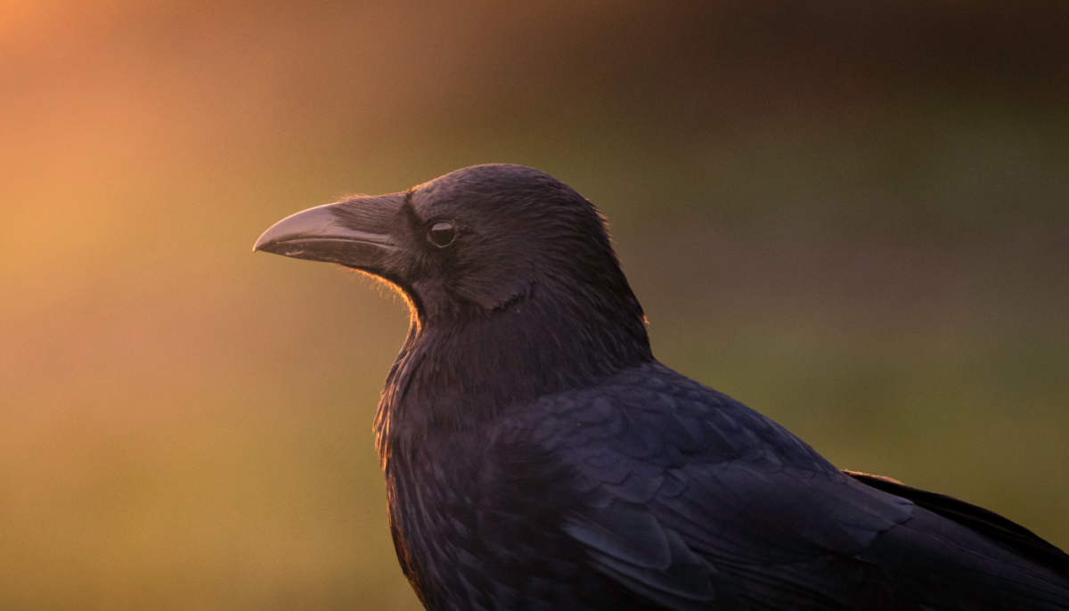 Crows as Pets: Is It Legal to Have a Pet Crow?