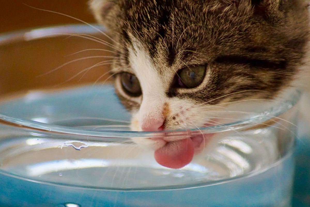 Why Is My Cat Drinking a Lot of Water? What to Know