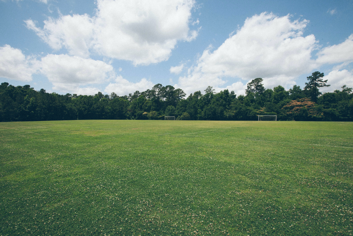 How To Grow Green Grass Successfully Dengarden