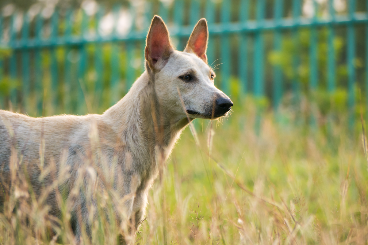 What Vitamin Deficiency Causes Hair Loss In Dogs PetHelpful