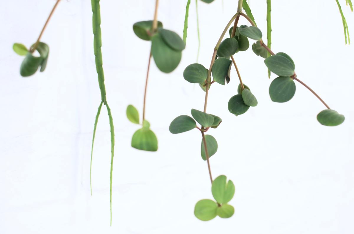 Propagate Your Peperomia: Creating a New Houseplant Using a Trimming