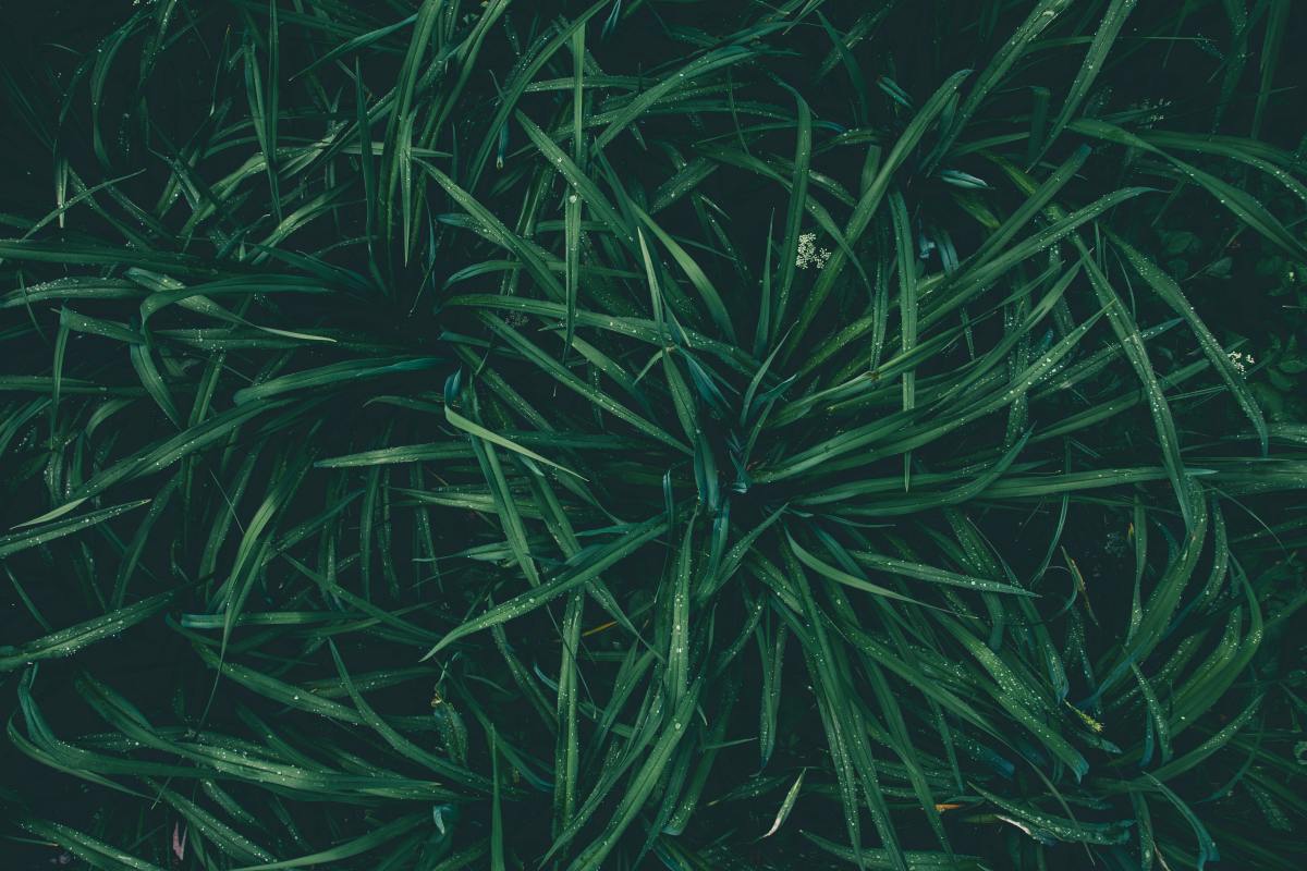 Overgrown Lawn? How to Cut Long Grass