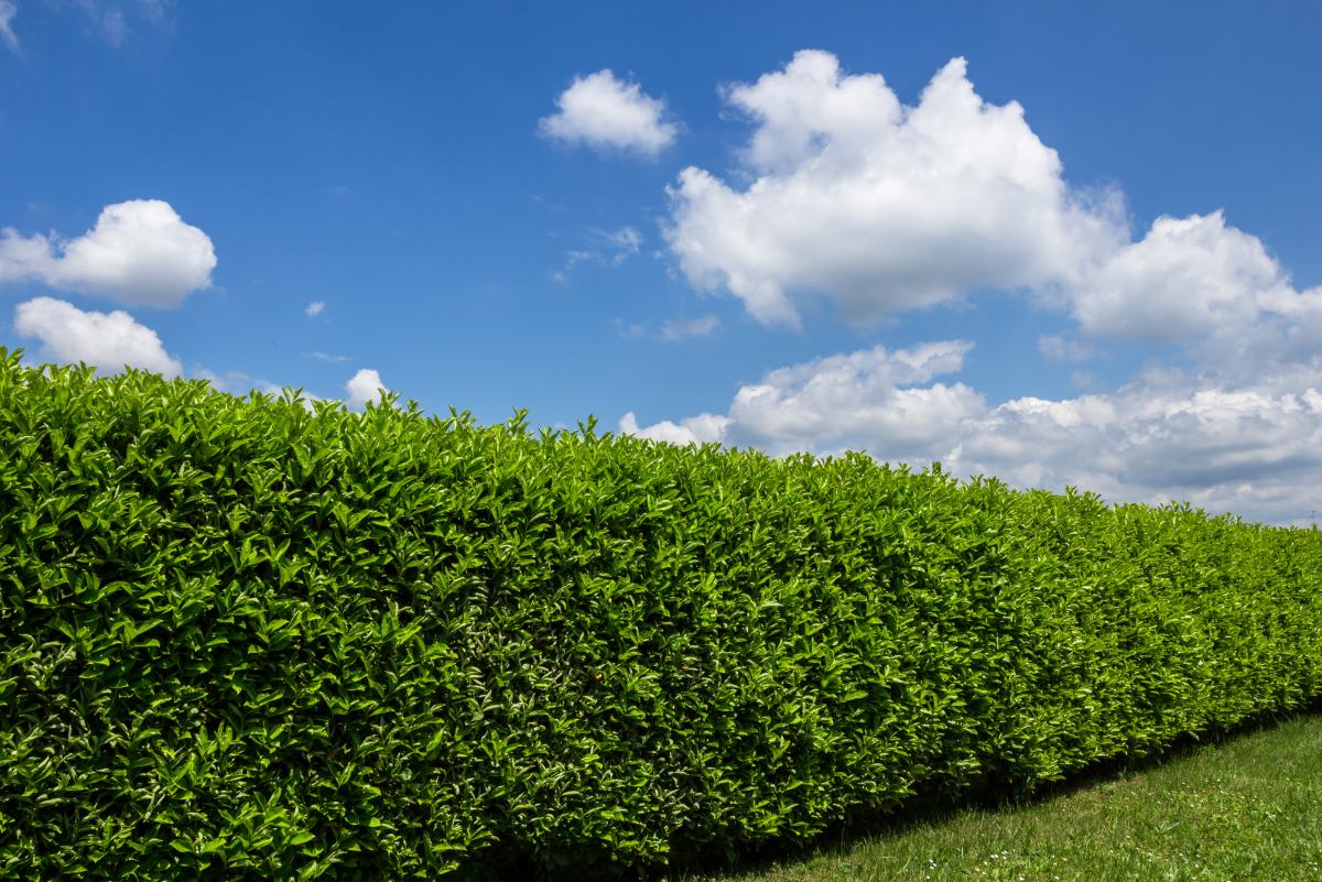 The 8 Best Hedge Plants