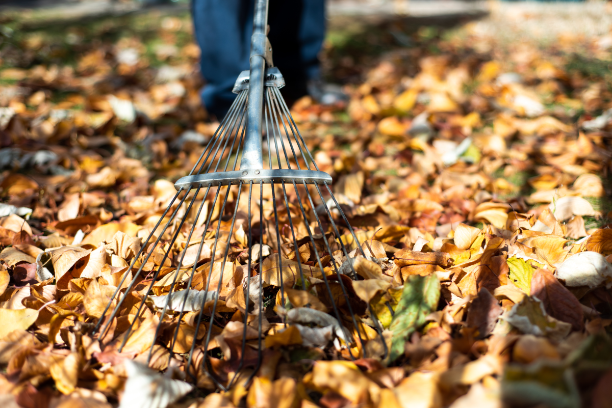 5 Worst Messy Trees for the Lazy Landscaper