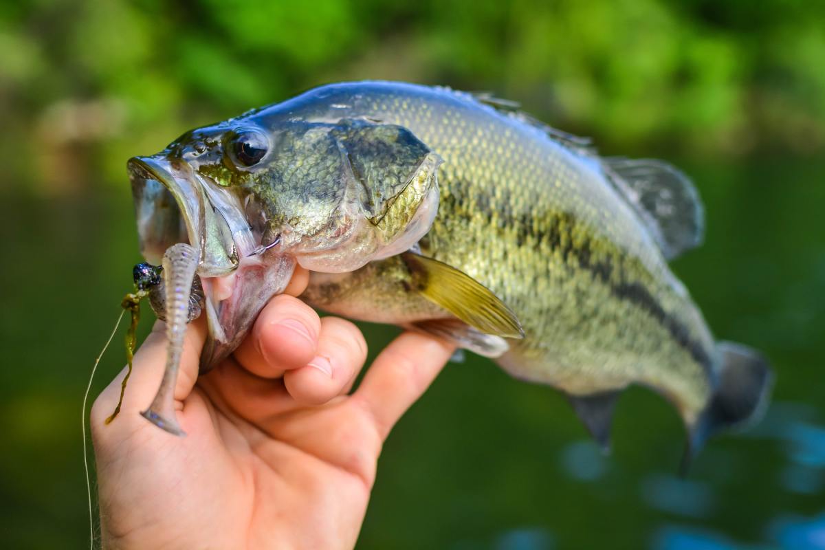 The Best Way to Catch More Bass When Fishing Docks