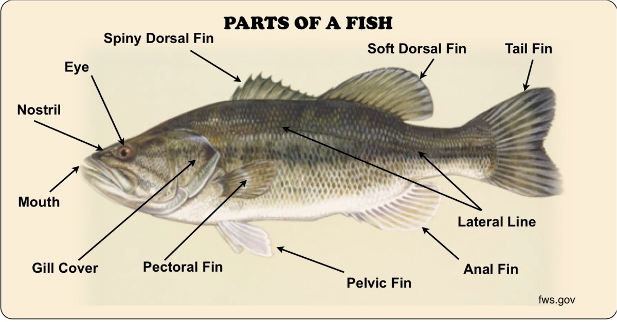 Learn about fish - HubPages
