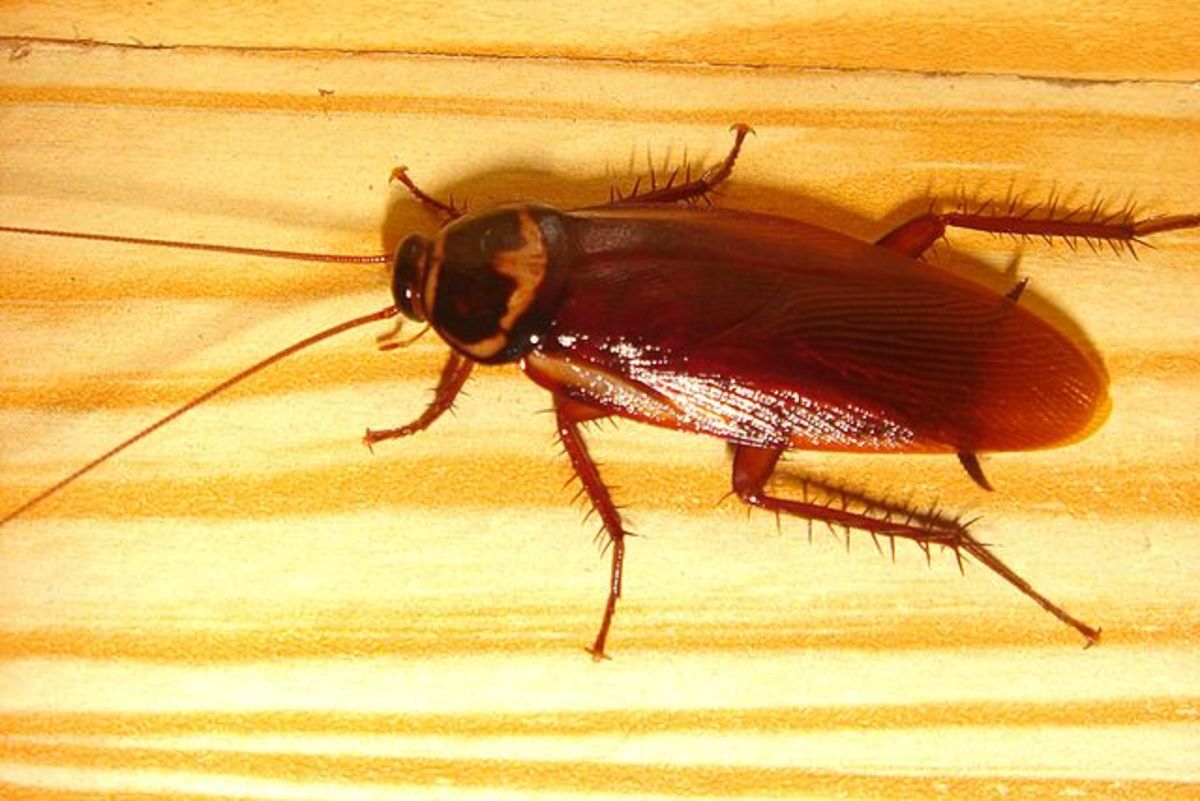 Understanding Cockroaches And How To Get Rid Of Them Dengarden