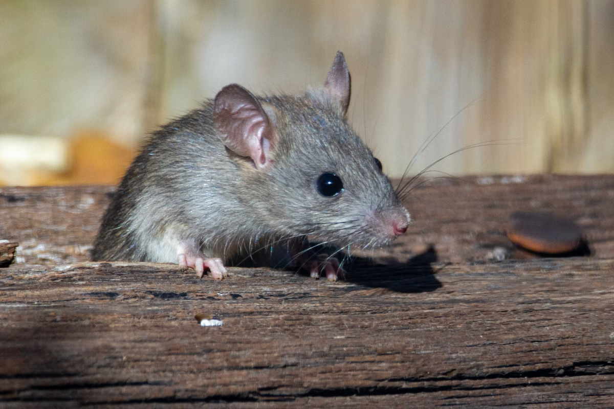 How to Get Rid of Mice in Your Garage & Keep Them Out