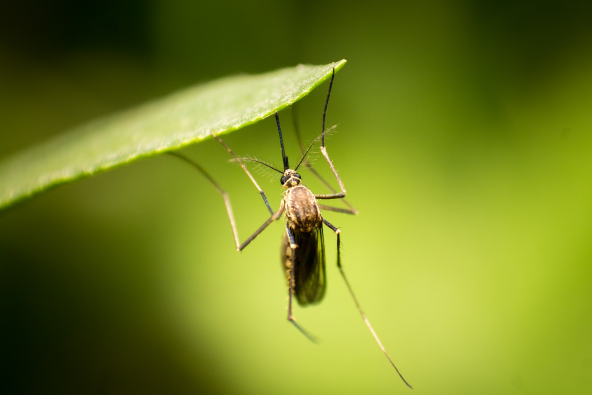 All About Mosquito Facts