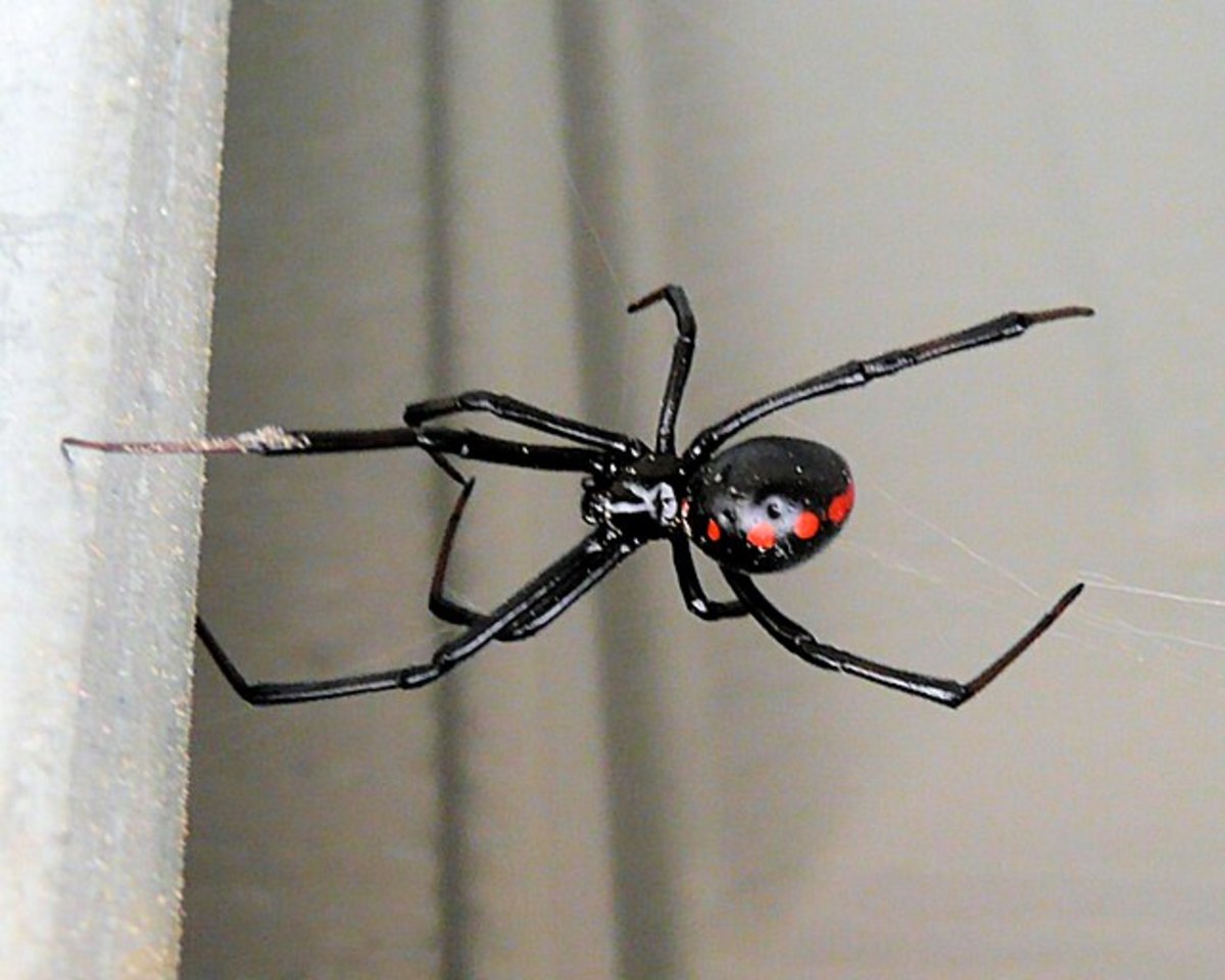 Poisonous Spiders of South Carolina