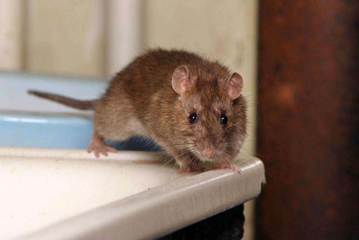 How to Get Rid of Rats With Homemade Poison