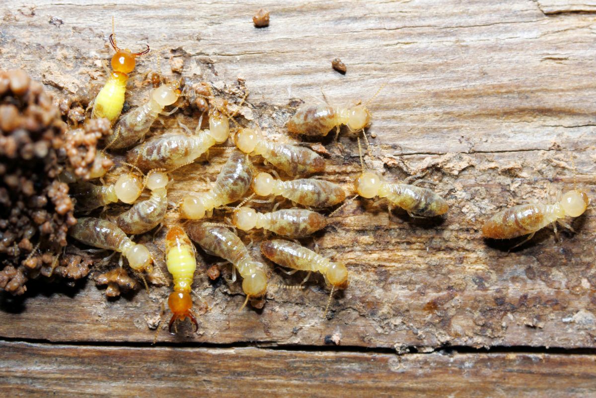 How to Get Rid of Termites Naturally
