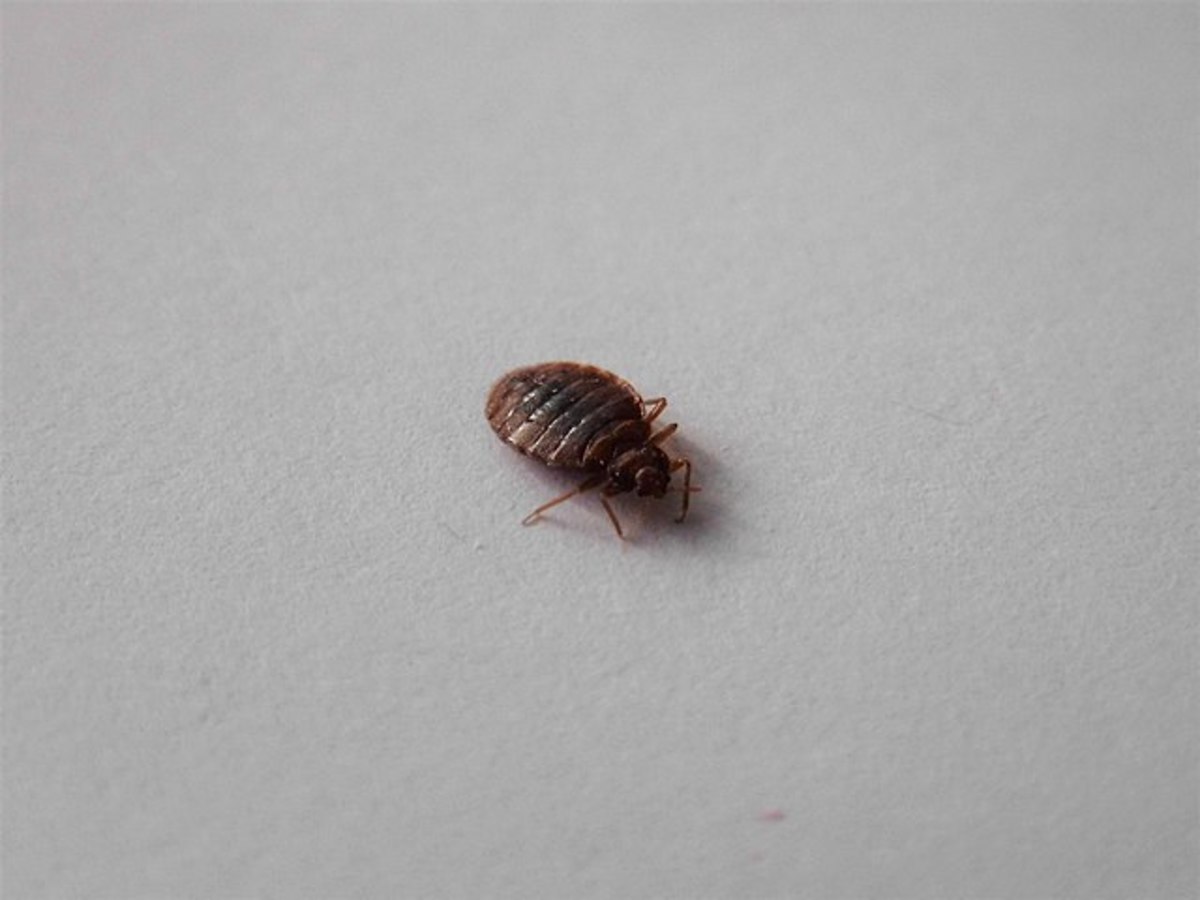 How to Kill Bed Bugs Without Chemicals or Pesticides