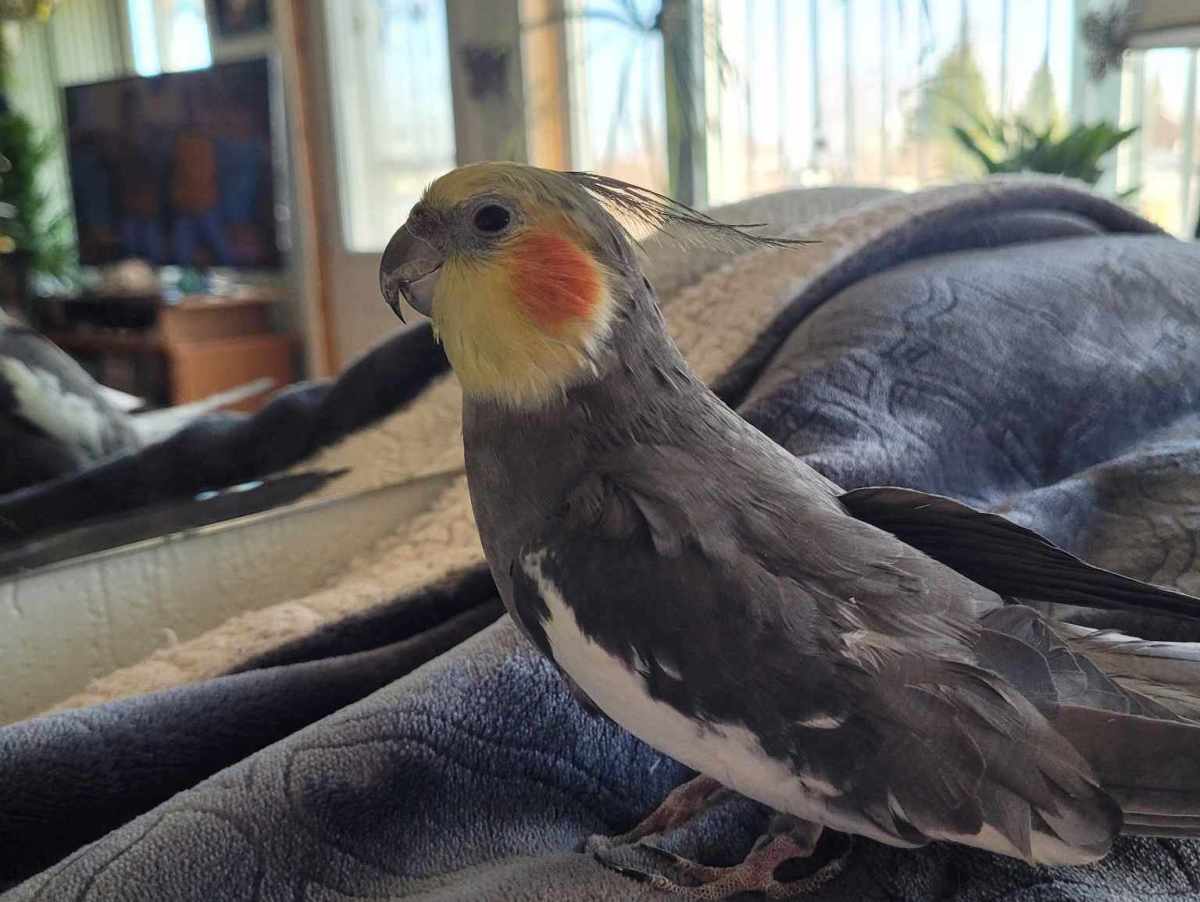 What Should I Do With My Cockatiel When I'm on Vacation?