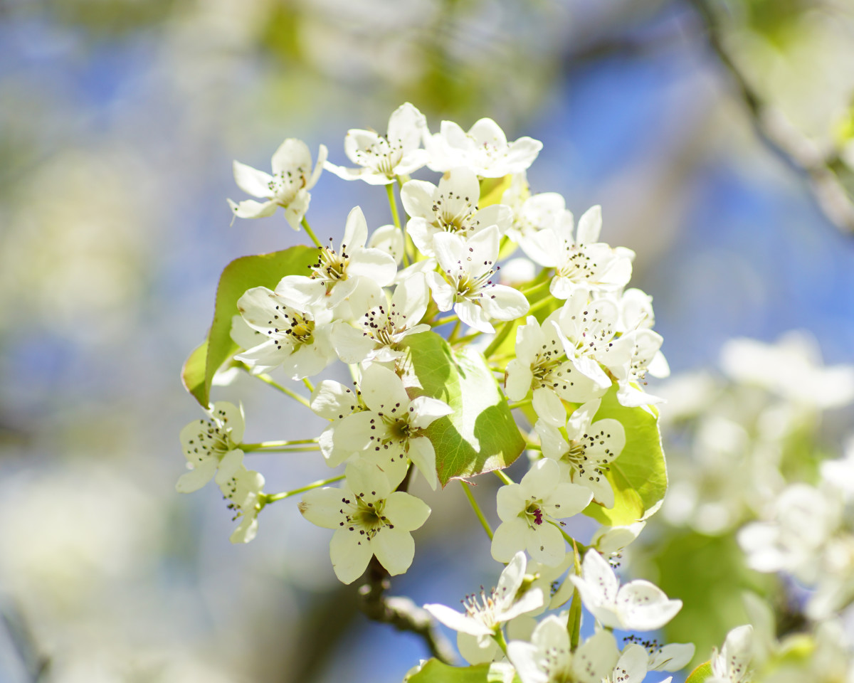 9 Amazing SpringFlowering Trees Owlcation