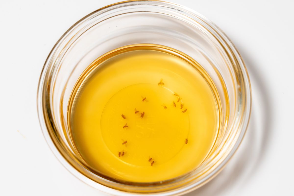 How To Get Rid of Fruit Flies Fast! 