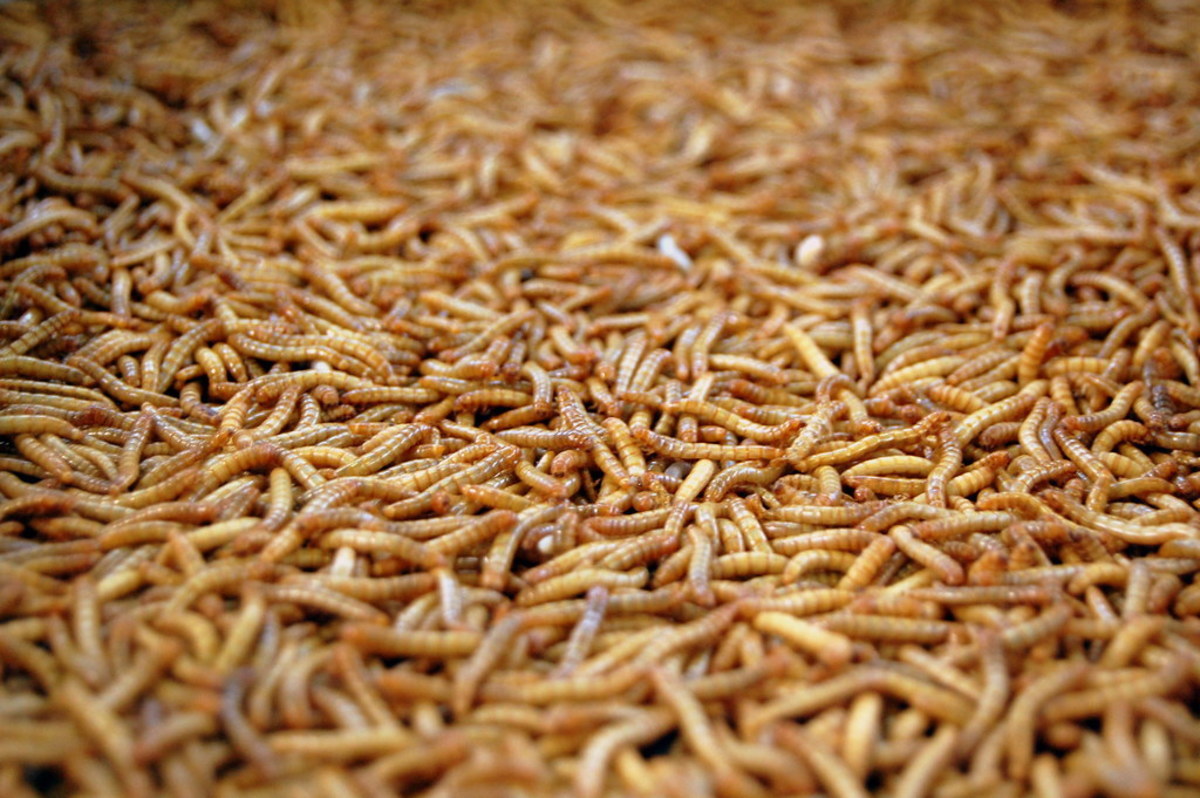 What Are Maggots and How to Get Rid of Them