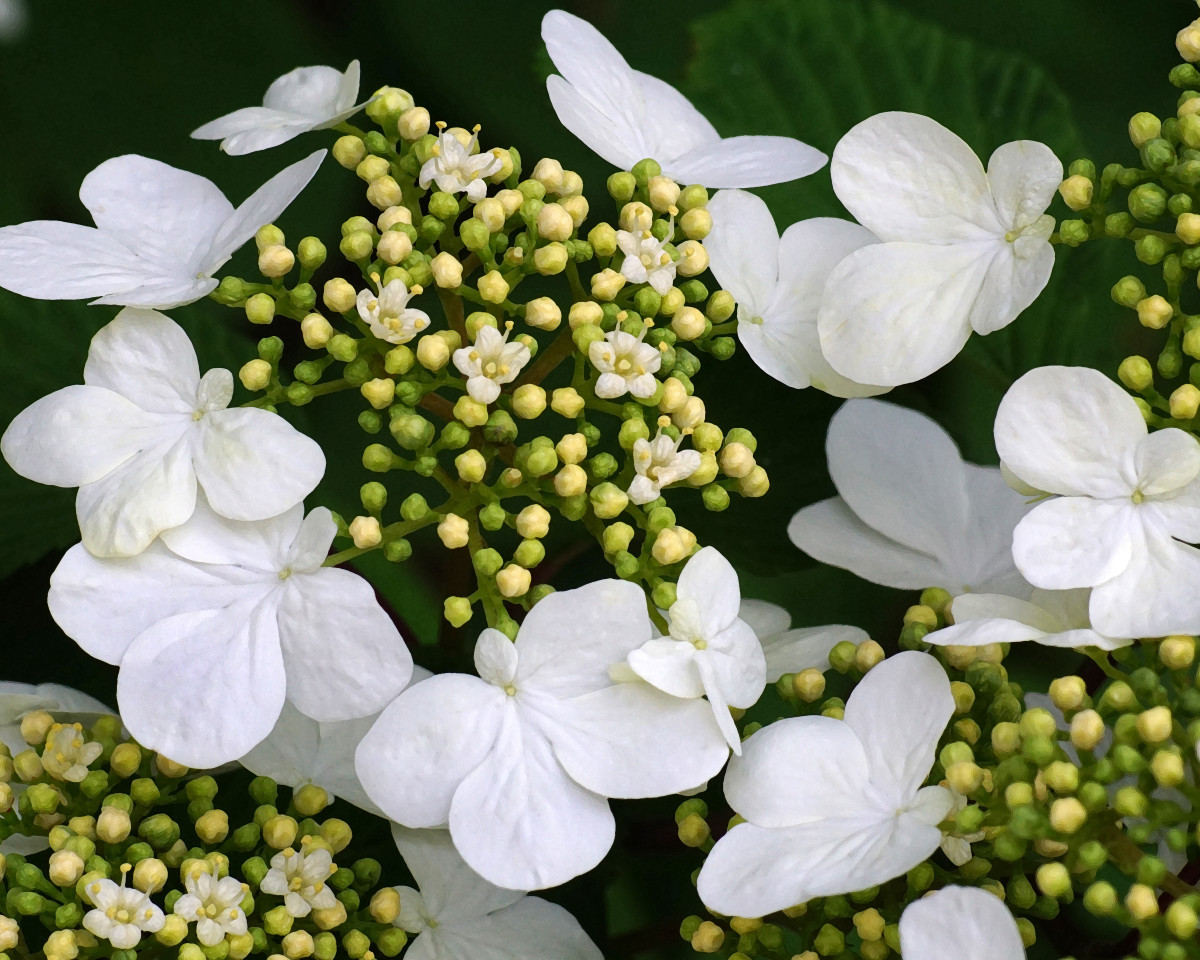 8 Popular Spring Flowering Shrubs - HubPages