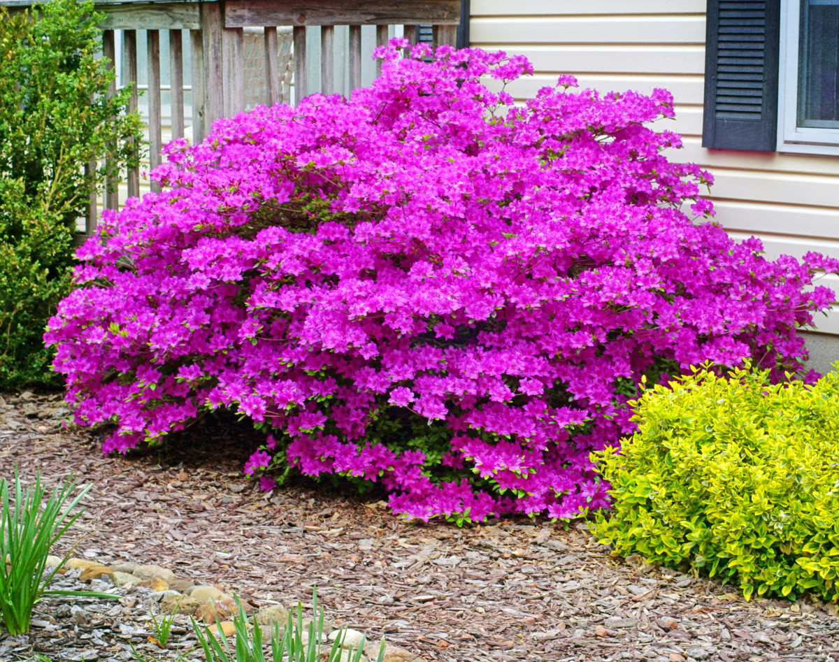 8 Popular Spring Flowering Shrubs - HubPages