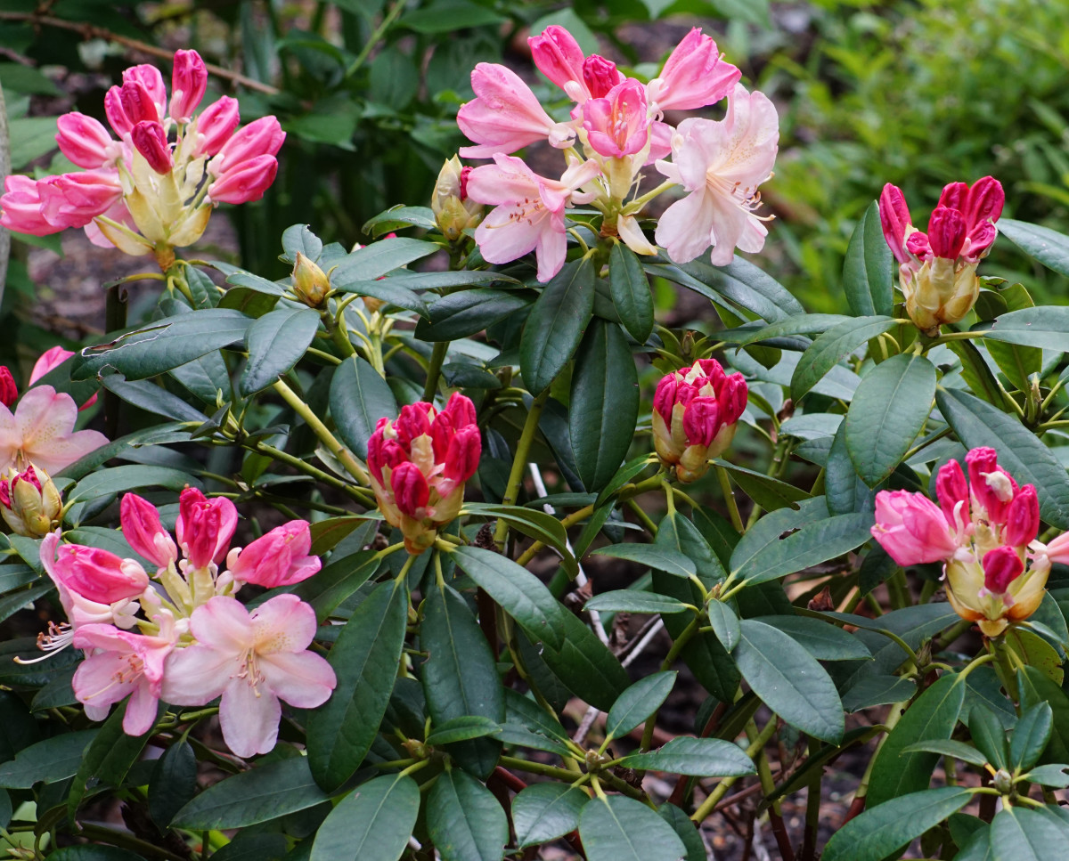 8 Popular Spring Flowering Shrubs HubPages