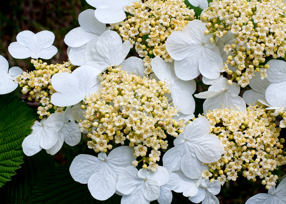 8 Popular Spring Flowering Shrubs - HubPages