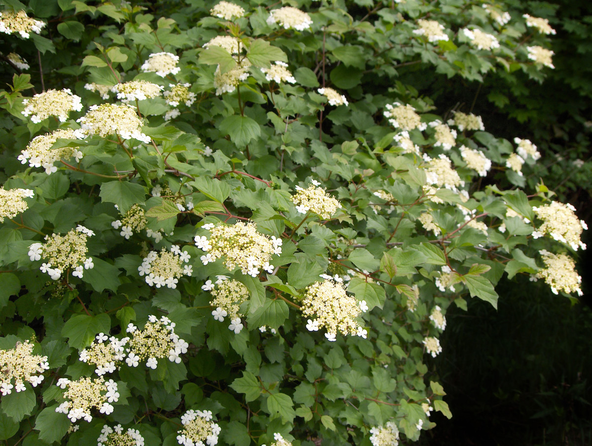 8 Popular Spring Flowering Shrubs - HubPages