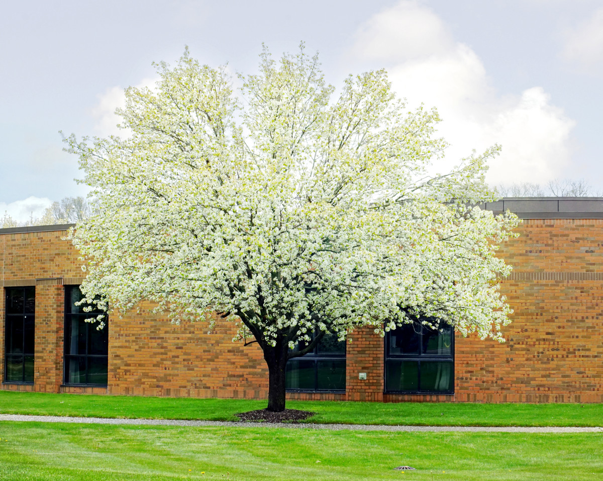 9 Amazing Spring-Flowering Trees - Owlcation