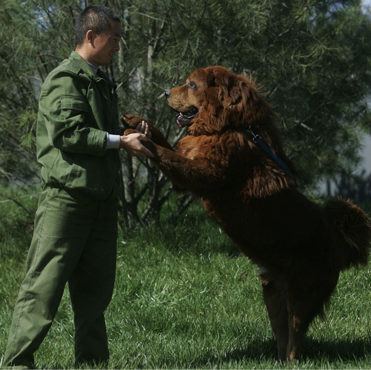 The Life of Tibetan Mastiff Dog