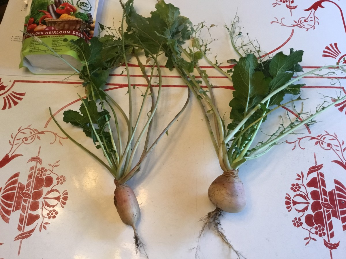 What Is the Garden Tower 2 and How Can I Use It? Dengarden