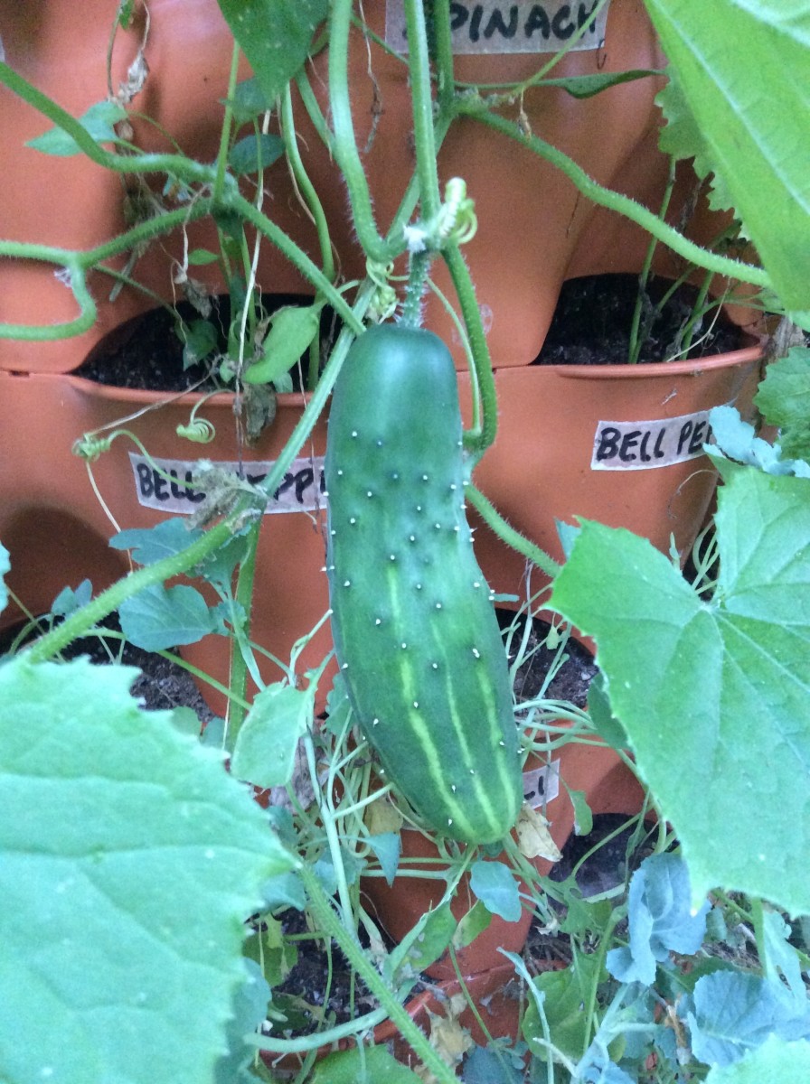 What Is the Garden Tower 2 and How Can I Use It? Dengarden