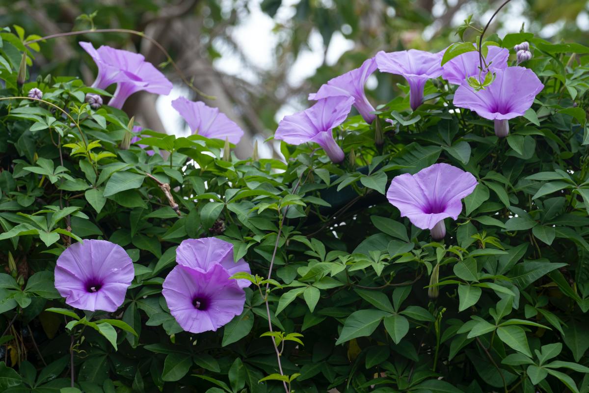 purple morning glory flowers