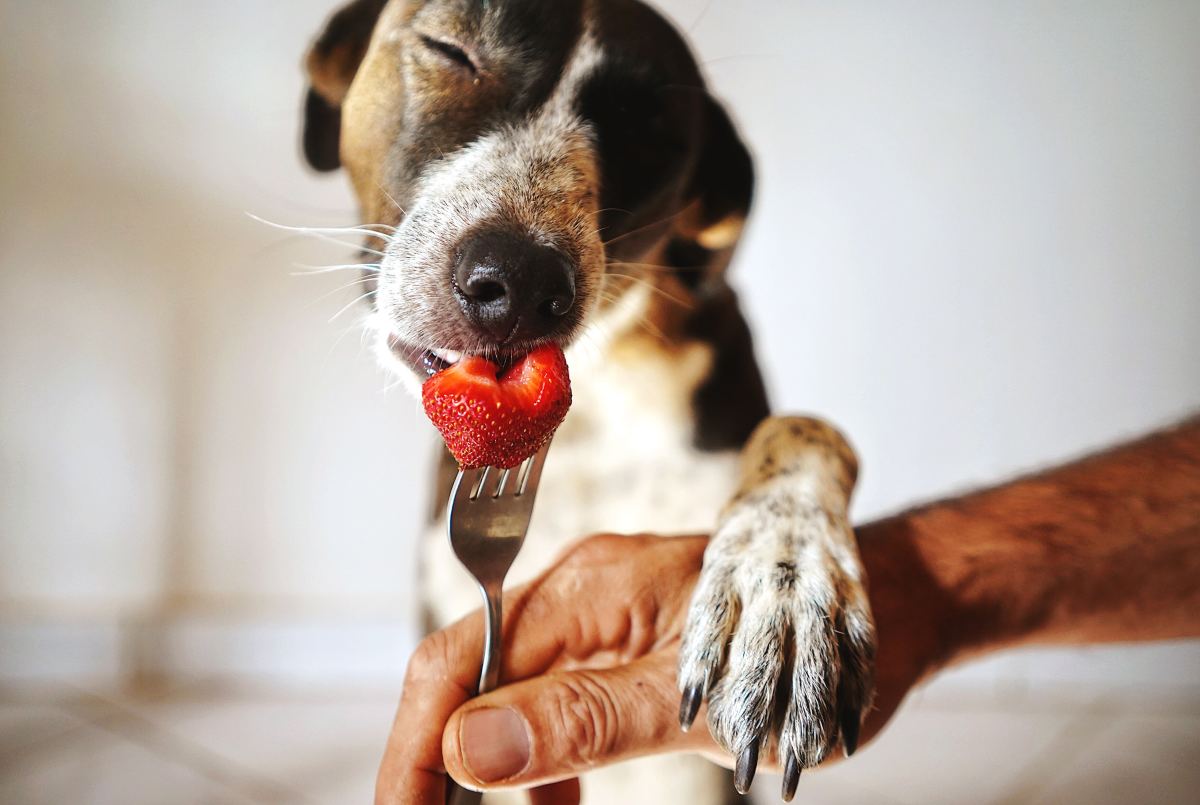 Is Vegan Dog Food Good for Dogs? a Closer Look at Plant-Based Dog Food